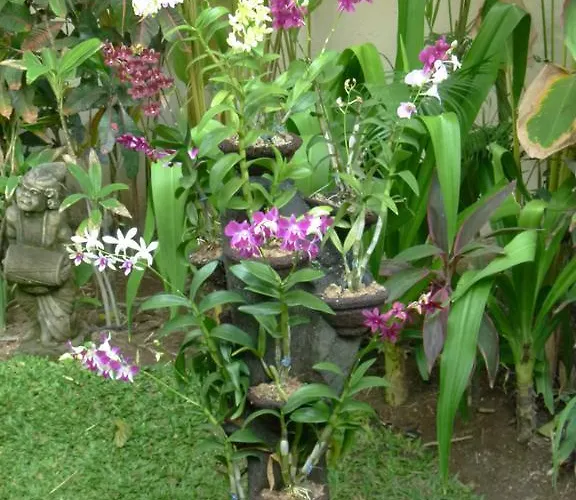 Sipo * Seminyak